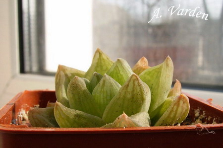 Хавортия лилипутана_2