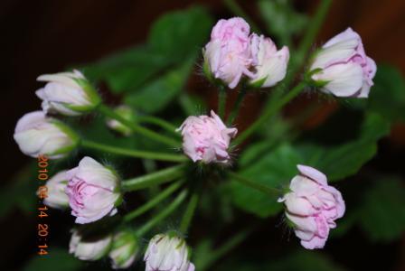 Милфорд Роза.jpg