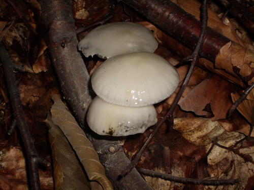 Такие слизкие поганюлины...