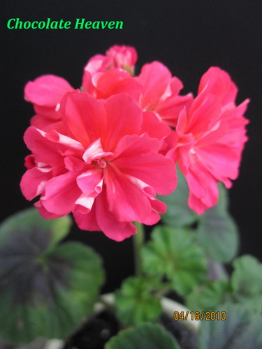 Chocolate Heaven.jpg