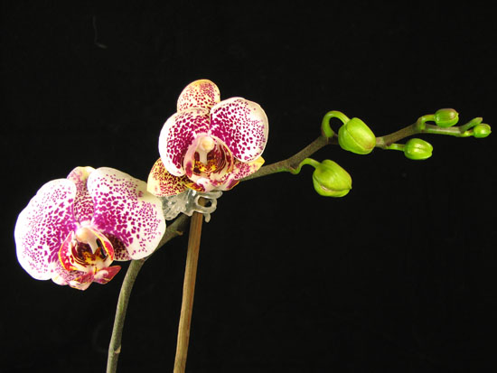 Фото цветущей орхидеи Doritaenopsis Acker's Sweetie 'Dragon Tree Maple'