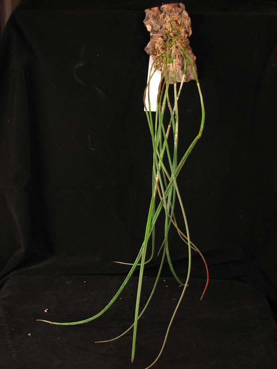 Фото орхидеи Brassavola cucullata