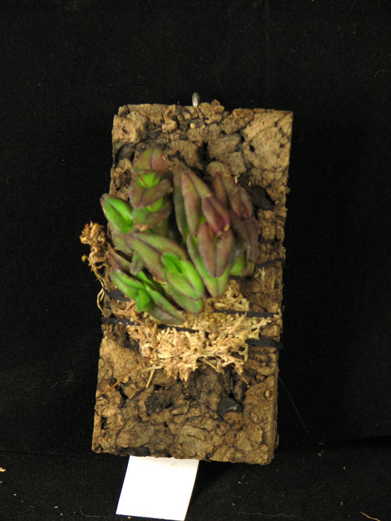 Фото орхидеи Epidendrum schlechterianum