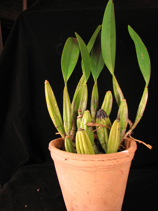 Фото орхидеи Laelia anceps Dawsonii f. Chiapensis