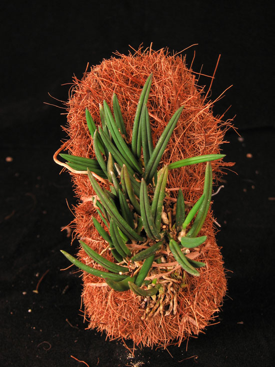 Фото орхидеи Leptotes unicolor