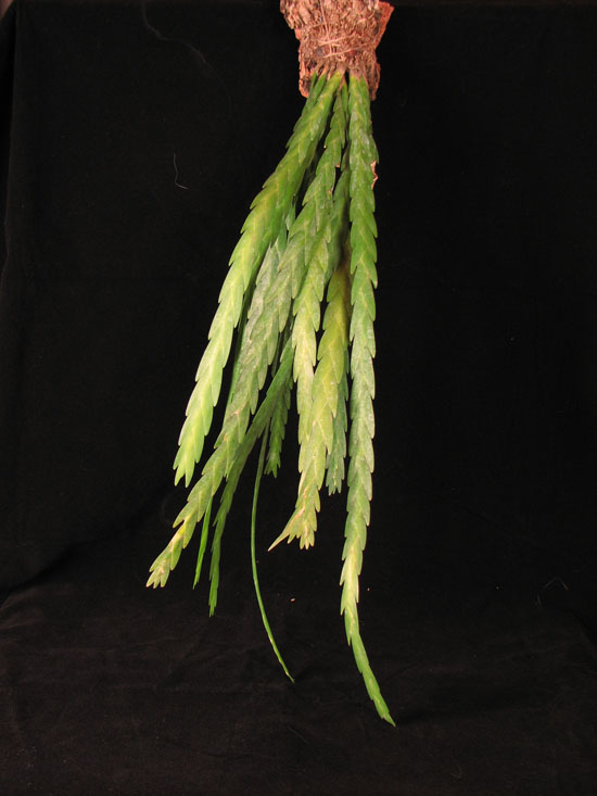 Фото орхидеи Lockarthia oerstedii