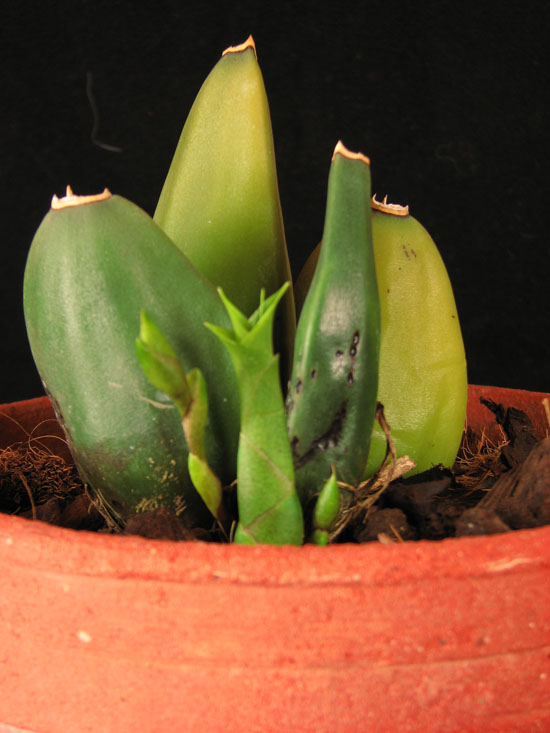 Фото орхидеи Lycaste cruenta × deppei