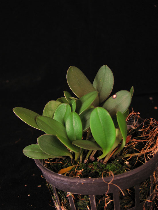 Фото орхидеи Masdevallia catapheres