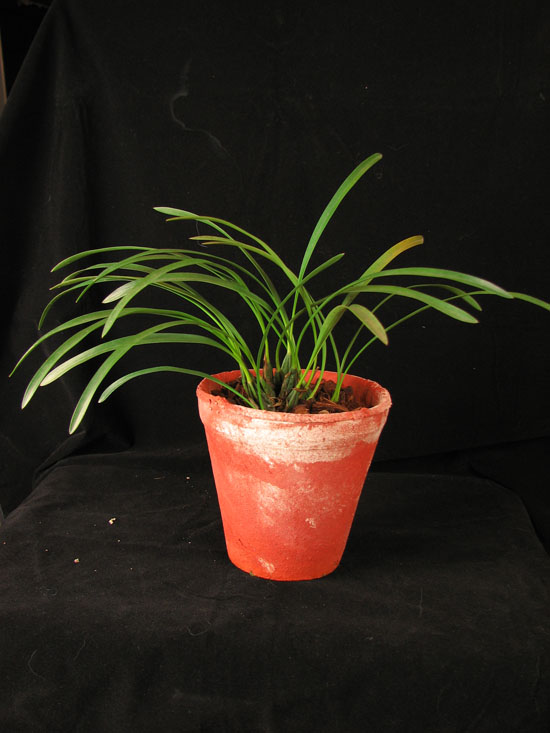 Фото орхидеи Maxillaria gracilis