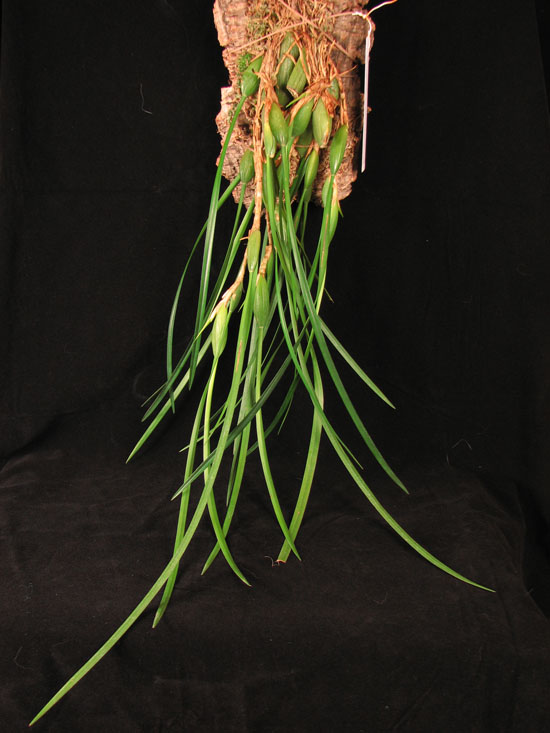 Фото орхидеи Maxillaria tenuifolia. Природный вид.