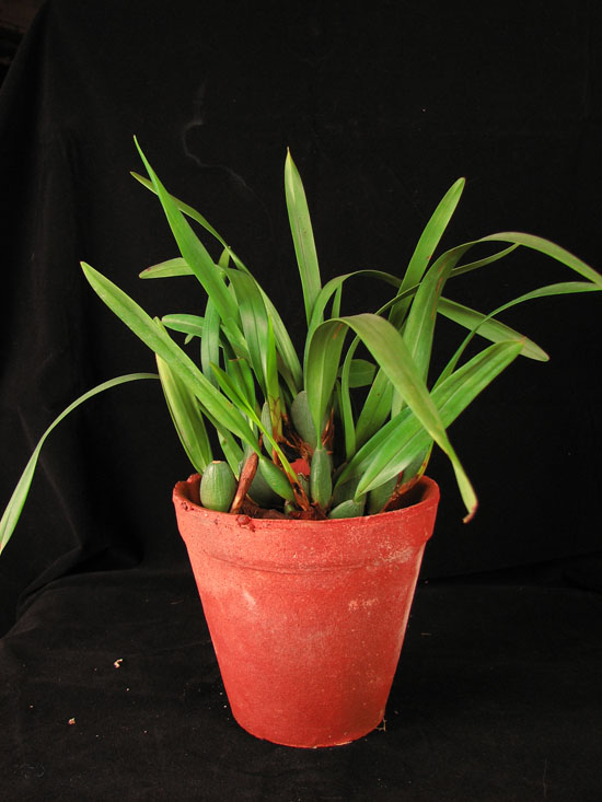 Фото орхидеи Maxillaria variabilis