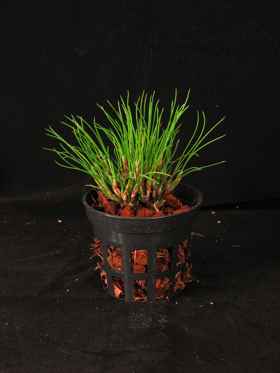 Фото орхидеи Maxillaria vitelliniflora. Миниатюрный природный вид орхидей.