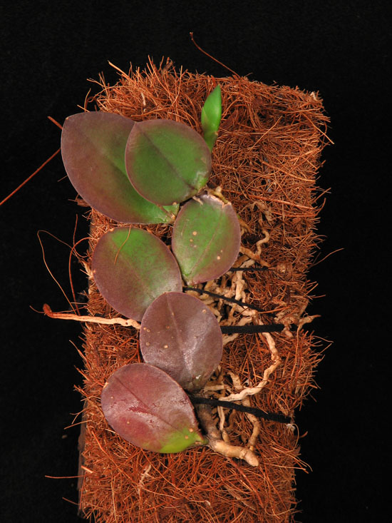 Фото орхидеи Meiracyllum trinasutum. Миниатюрный природный вид орхидей.