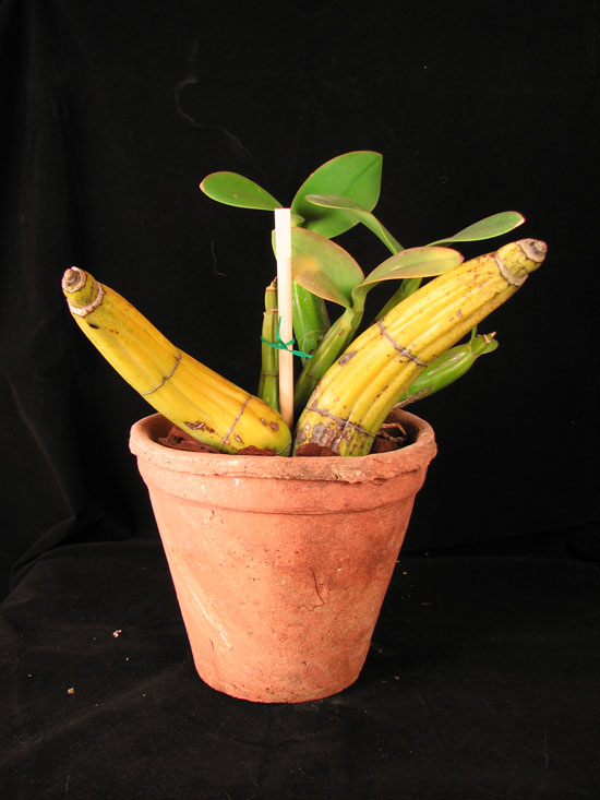 Мексиканская орхидея Myrmecophila tibicinis фото