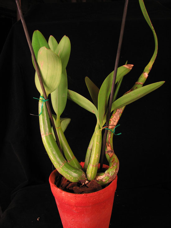 Фото орхидеи Myrmecophila tibicinis