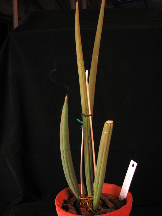 Фото орхидеи Oncidium cebolleta