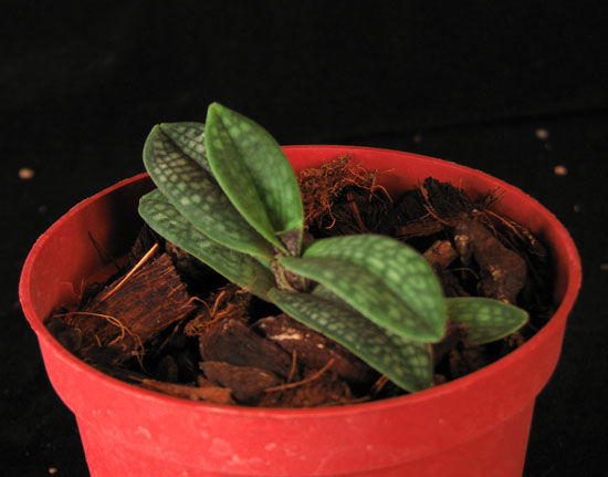 Фото орхидеи Paphiopedilum micranthum