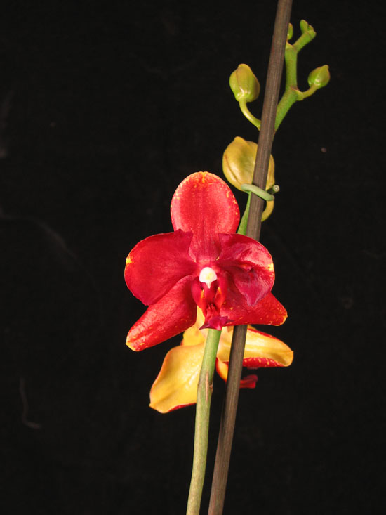 Фото орхидеи Phalaenopsis Leucadia Lava Flow’Leucadia’