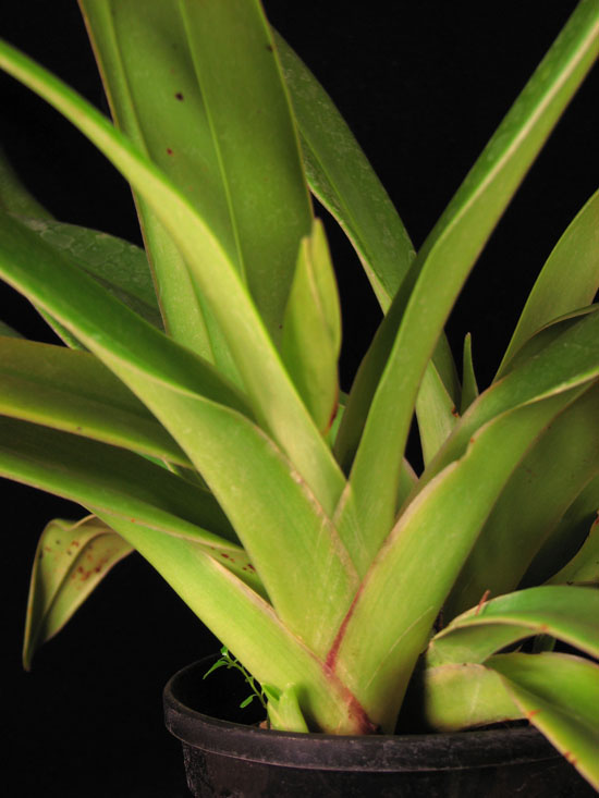 Орхидея Phragmipedium Memoria Dick Clemens (besseae x sargentianum) фото