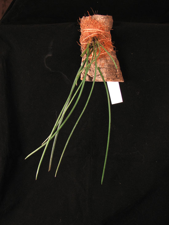 Фото орхидеи Scuticaria hadwenii