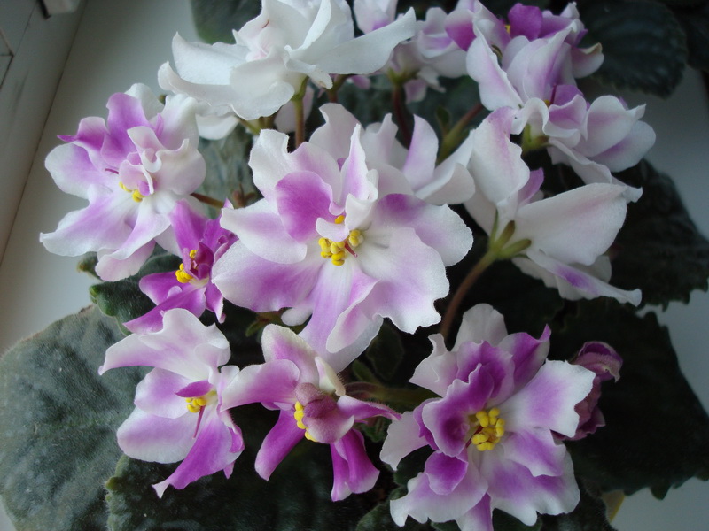 DSC03468_новый размер.JPG