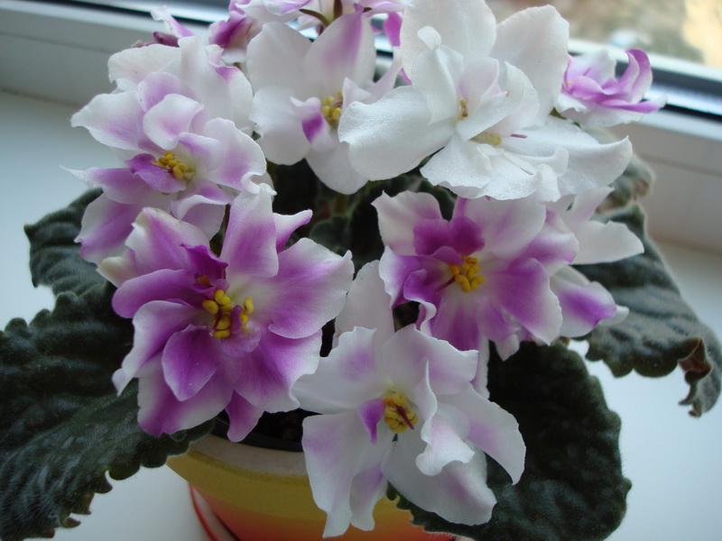 DSC03467_новый размер.JPG