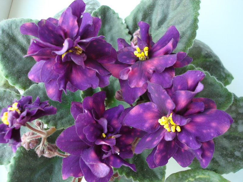 DSC03472_новый размер.JPG