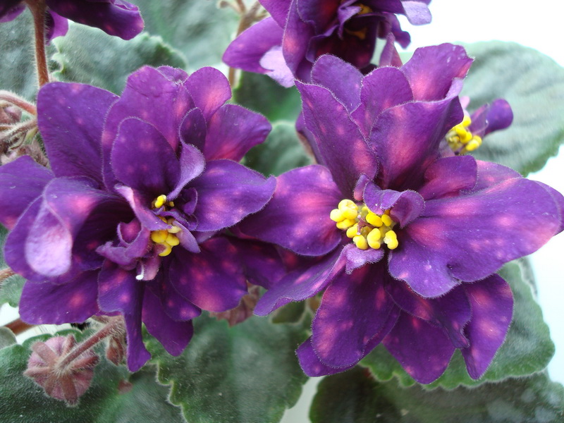 DSC03471_новый размер.JPG