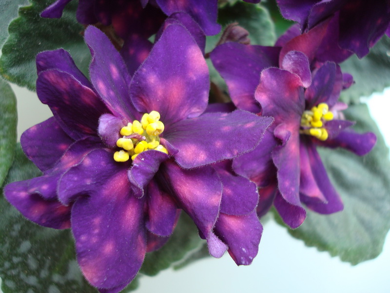 DSC03474_новый размер.JPG