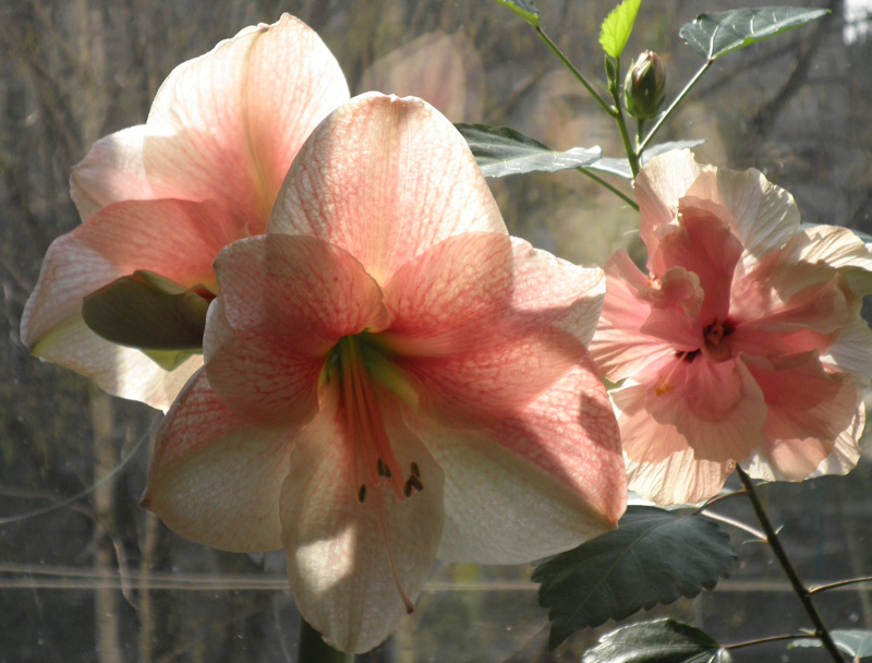 зефирина и Novella.jpg