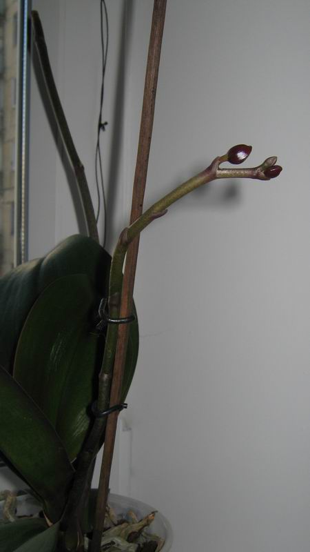 общий вид цветоноса