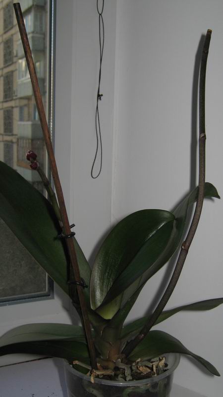 общий вид всего растения