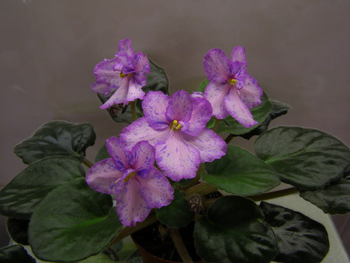 Dazzling Fantasiland1.jpg