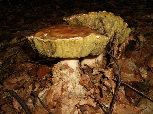 Самые огромные которые мы находили в тот день...