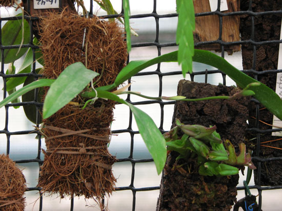 Фото орхидеи Comparetia falcata