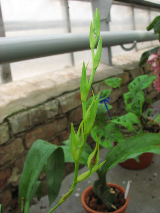 Фото орхидеи Rhynchostele cordatum с цветоносом