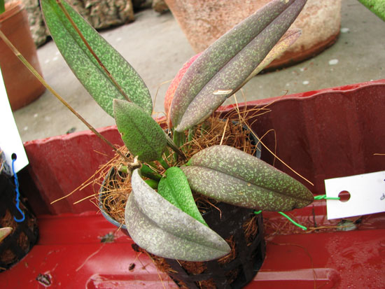 Фото орхидеи Nageliella purpurea