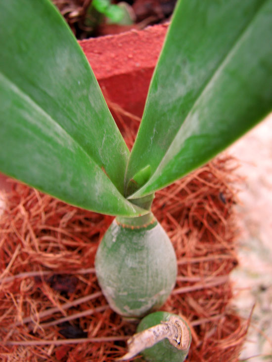 Фото орхидеи Euchile mariae с цветоносом