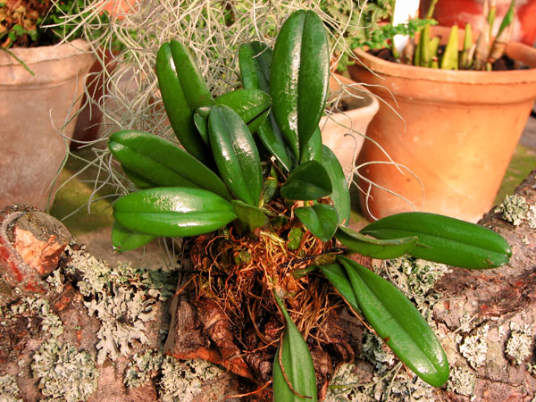 Фото орхидеи Bulbophyllum viridiflavum
