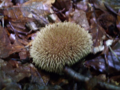 такой симпатишный ежик