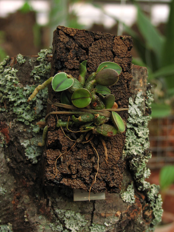 Миниатюрная бразильская орхидея Sophronitis coccinea var. xanthoglossa