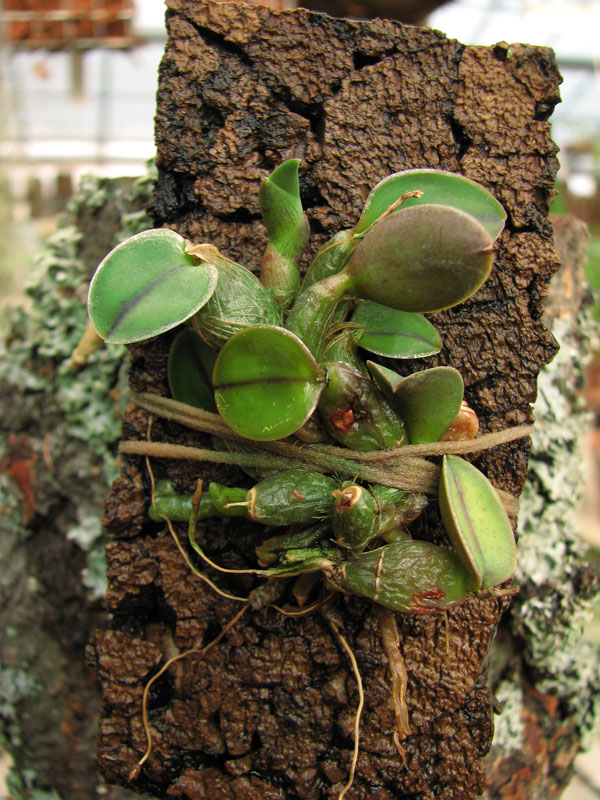 Фото орхидеи Sophronitis coccinea var. xanthoglossa