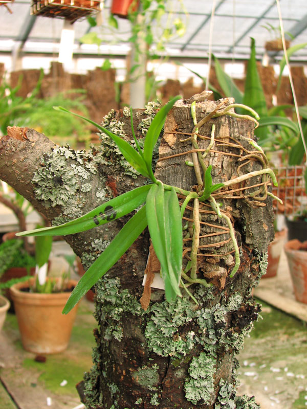 Фото орхидеи Jumellea confusa