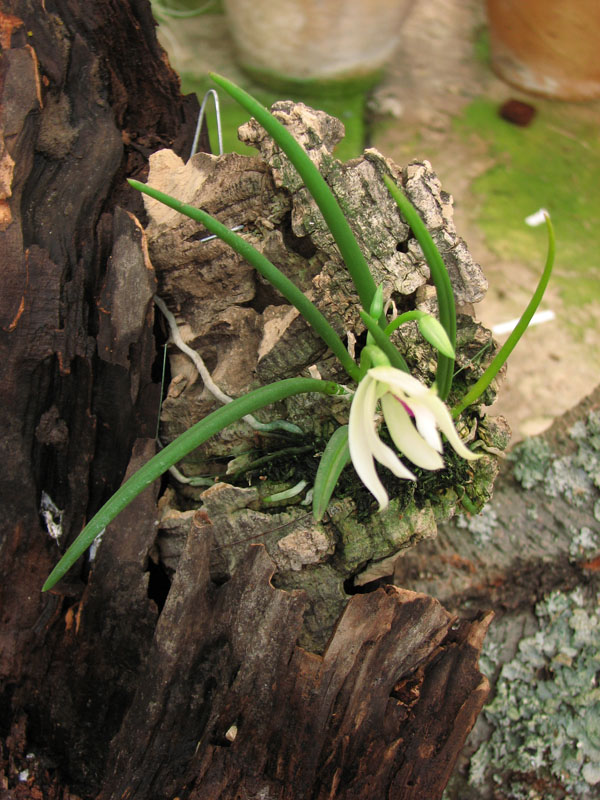 Фото орхидеи Leptotes bicolor