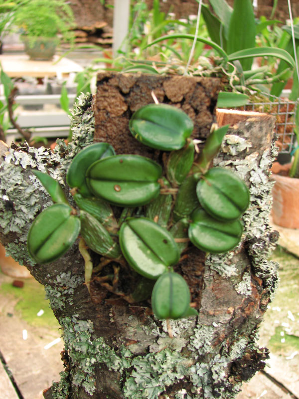 Фото орхидеи Sophronitis cernua