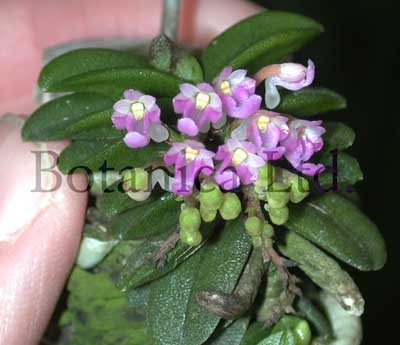 schoenorchis-fragrans.jpg