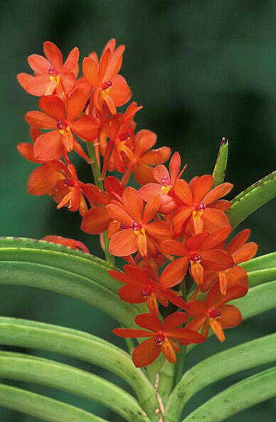 Ascocentrum-curvifolium.jpg