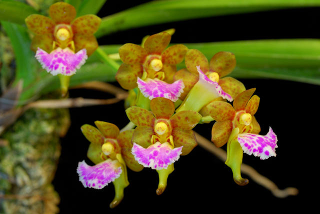 Aerides_flabellata.jpg
