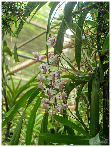 Aerides odorata.jpg