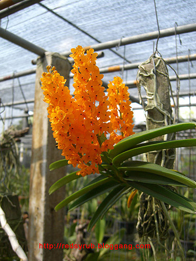 Ascocentrum miniatum 1.jpg
